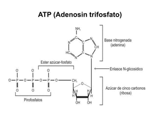 ATP (Adenosin trifosfato)
 