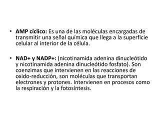 • AMP cíclico: Es una de las moléculas encargadas de
transmitir una señal química que llega a la superficie
celular al interior de la célula.
• NAD+ y NADP+: (nicotinamida adenina dinucleótido
y nicotinamida adenina dinucleótido fosfato). Son
coenzimas que intervienen en las reacciones de
oxido-reducción, son moléculas que transportan
electrones y protones. Intervienen en procesos como
la respiración y la fotosíntesis.
 