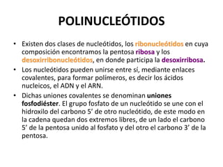 POLINUCLEÓTIDOS
• Existen dos clases de nucleótidos, los ribonucleótidos en cuya
composición encontramos la pentosa ribosa y los
desoxirribonucleótidos, en donde participa la desoxirribosa.
• Los nucleótidos pueden unirse entre sí, mediante enlaces
covalentes, para formar polímeros, es decir los ácidos
nucleicos, el ADN y el ARN.
• Dichas uniones covalentes se denominan uniones
fosfodiéster. El grupo fosfato de un nucleótido se une con el
hidroxilo del carbono 5’ de otro nucleótido, de este modo en
la cadena quedan dos extremos libres, de un lado el carbono
5’ de la pentosa unido al fosfato y del otro el carbono 3’ de la
pentosa.
 