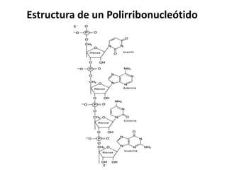 Estructura de un Polirribonucleótido
 
