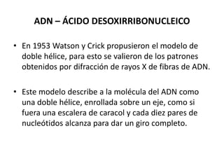 ADN – ÁCIDO DESOXIRRIBONUCLEICO
• En 1953 Watson y Crick propusieron el modelo de
doble hélice, para esto se valieron de los patrones
obtenidos por difracción de rayos X de fibras de ADN.
• Este modelo describe a la molécula del ADN como
una doble hélice, enrollada sobre un eje, como si
fuera una escalera de caracol y cada diez pares de
nucleótidos alcanza para dar un giro completo.
 