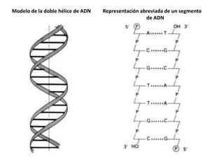Modelo de la doble hélice de ADN Representación abreviada de un segmento
de ADN
 