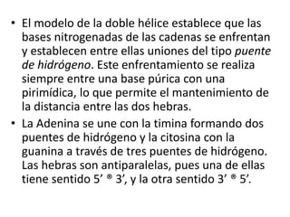 • El modelo de la doble hélice establece que las
bases nitrogenadas de las cadenas se enfrentan
y establecen entre ellas uniones del tipo puente
de hidrógeno. Este enfrentamiento se realiza
siempre entre una base púrica con una
pirimídica, lo que permite el mantenimiento de
la distancia entre las dos hebras.
• La Adenina se une con la timina formando dos
puentes de hidrógeno y la citosina con la
guanina a través de tres puentes de hidrógeno.
Las hebras son antiparalelas, pues una de ellas
tiene sentido 5’ ® 3’, y la otra sentido 3’ ® 5’.
 