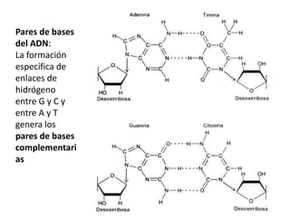 Pares de bases
del ADN:
La formación
específica de
enlaces de
hidrógeno
entre G y C y
entre A y T
genera los
pares de bases
complementari
as
 