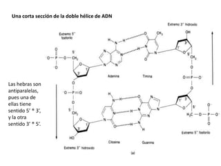 Las hebras son
antiparalelas,
pues una de
ellas tiene
sentido 5’ ® 3’,
y la otra
sentido 3’ ® 5’.
Una corta sección de la doble hélice de ADN
 