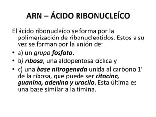 ARN – ÁCIDO RIBONUCLEÍCO
El ácido ribonucleíco se forma por la
polimerización de ribonucleótidos. Estos a su
vez se forman por la unión de:
• a) un grupo fosfato.
• b) ribosa, una aldopentosa cíclica y
• c) una base nitrogenada unida al carbono 1’
de la ribosa, que puede ser citocina,
guanina, adenina y uracilo. Esta última es
una base similar a la timina.
 