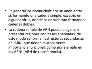 • En general los ribonucleótidos se unen entre
sí, formando una cadena simple, excepto en
algunos virus, donde se encuentran formando
cadenas dobles.
• La cadena simple de ARN puede plegarse y
presentar regiones con bases apareadas, de
este modo se forman estructuras secundarias
del ARN, que tienen muchas veces
importancia funcional, como por ejemplo en
los ARNt (ARN de transferencia).
 