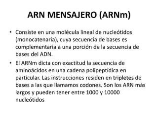ARN MENSAJERO (ARNm)
• Consiste en una molécula lineal de nucleótidos
(monocatenaria), cuya secuencia de bases es
complementaria a una porción de la secuencia de
bases del ADN.
• El ARNm dicta con exactitud la secuencia de
aminoácidos en una cadena polipeptídica en
particular. Las instrucciones residen en tripletes de
bases a las que llamamos codones. Son los ARN más
largos y pueden tener entre 1000 y 10000
nucleótidos
 