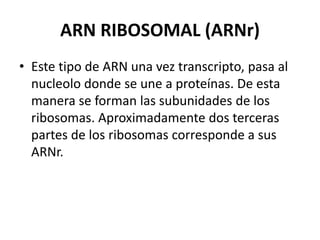 ARN RIBOSOMAL (ARNr)
• Este tipo de ARN una vez transcripto, pasa al
nucleolo donde se une a proteínas. De esta
manera se forman las subunidades de los
ribosomas. Aproximadamente dos terceras
partes de los ribosomas corresponde a sus
ARNr.
 