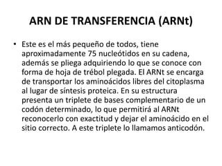 ARN DE TRANSFERENCIA (ARNt)
• Este es el más pequeño de todos, tiene
aproximadamente 75 nucleótidos en su cadena,
además se pliega adquiriendo lo que se conoce con
forma de hoja de trébol plegada. El ARNt se encarga
de transportar los aminoácidos libres del citoplasma
al lugar de síntesis proteica. En su estructura
presenta un triplete de bases complementario de un
codón determinado, lo que permitirá al ARNt
reconocerlo con exactitud y dejar el aminoácido en el
sitio correcto. A este triplete lo llamamos anticodón.
 