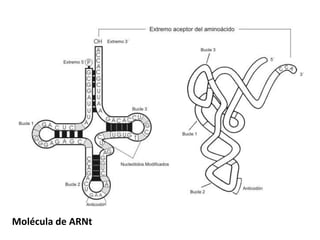 Molécula de ARNt
 