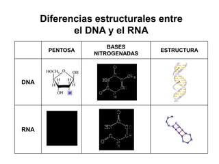 Diferencias estructurales entre
el DNA y el RNA
PENTOSA
BASES
NITROGENADAS
ESTRUCTURA
DNA
RNA
 