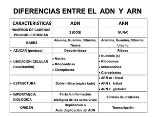 CARACTERISTICAS ADN ARN
NÚMEROS DE CADENAS
POLINUCLEOTIDICAS
2 (DOS) 1(UNA)
BASES
Adenina, Guanina, Citosina,
Timina
Adenina, Guanina, Citosina,
Uracilo
 AZÚCAR (pentosa) Desoxirribosa Ribosa
 UBICACIÓN CELULAR
(localización)
 Núcleo
 Mitocondrias
 Cloroplastos
 Nucléolo (s)
 Ribosomas
 Mitocondrias
 Cloroplastos
 ESTRUCTURA Doble hélice (espira lado)
 ARN m : lineal
 ARN t: trébol
 ARN r: globular
 IMPORTANCIA
BIOLÓGICA
Porta la información
biológica de los seres vivos
Síntesis de proteínas
ORIGEN
Replicación o
Auto duplicación del ADN
Transcripción
DIFERENCIAS ENTRE EL ADN Y ARN
 