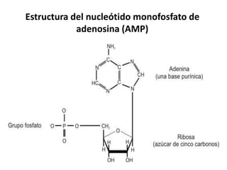 Estructura del nucleótido monofosfato de
adenosina (AMP)
 