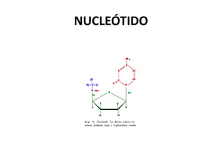 NUCLEÓTIDO
 