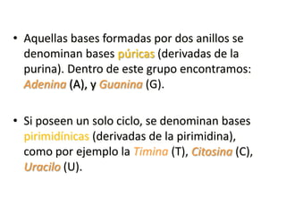 • Aquellas bases formadas por dos anillos se
denominan bases púricas (derivadas de la
purina). Dentro de este grupo encontramos:
Adenina (A), y Guanina (G).
• Si poseen un solo ciclo, se denominan bases
pirimidínicas (derivadas de la pirimidina),
como por ejemplo la Timina (T), Citosina (C),
Uracilo (U).
 