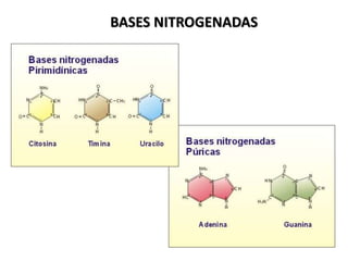BASES NITROGENADAS
 