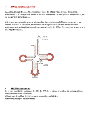 • ARN de transferencia (ARNt)
Función biológica: transporta aminoácidos libres del citosol hasta el lugar de ensamble
(ribosoma). Es el responsable de ubicar a los aa en el orden correcto gracias a la presencia, en
su asa central, del anticodón.
Estructura: es monocatenario, se pliega sobre sí mismo formando lóbulos o asas, en el asa
central presenta al anticodón, responsable de la especificidad del aa y de la función de
adaptador, este anticodón es complementario al codón del ARNm. Su estructura se asemeja a
una hoja trilobulada.
• ARN Ribosomal (ARNr)
Es el más abundante, alrededor del 80% del ARN. Es el núcleo prostético de nucleoproteínas
componentes de los ribosomas.
Ribosomas: decodifica (lee) el mensaje contenido en el ARNm.
Está compuesto por 2 subunidades
 