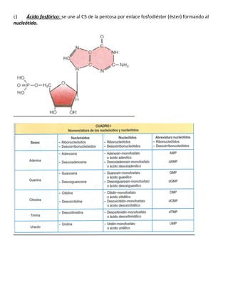 c) Ácido fosfórico: se une al C5 de la pentosa por enlace fosfodiéster (éster) formando al
nucleótido.
 