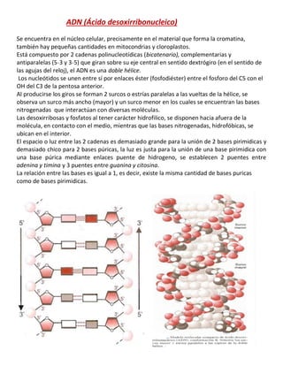 ADN (Ácido desoxirribonucleico)
Se encuentra en el núcleo celular, precisamente en el material que forma la cromatina,
también hay pequeñas cantidades en mitocondrias y cloroplastos.
Está compuesto por 2 cadenas polinucleotídicas (bicatenario), complementarias y
antiparalelas (5˗3 y 3˗5) que giran sobre su eje central en sentido dextrógiro (en el sentido de
las agujas del reloj), el ADN es una doble hélice.
Los nucleótidos se unen entre sí por enlaces éster (fosfodiéster) entre el fosforo del C5 con el
OH del C3 de la pentosa anterior.
Al producirse los giros se forman 2 surcos o estrías paralelas a las vueltas de la hélice, se
observa un surco más ancho (mayor) y un surco menor en los cuales se encuentran las bases
nitrogenadas que interactúan con diversas moléculas.
Las desoxirribosas y fosfatos al tener carácter hidrofilico, se disponen hacia afuera de la
molécula, en contacto con el medio, mientras que las bases nitrogenadas, hidrofóbicas, se
ubican en el interior.
El espacio o luz entre las 2 cadenas es demasiado grande para la unión de 2 bases pirimidicas y
demasiado chico para 2 bases púricas, la luz es justa para la unión de una base pirimidica con
una base púrica mediante enlaces puente de hidrogeno, se establecen 2 puentes entre
adenina y timina y 3 puentes entre guanina y citosina.
La relación entre las bases es igual a 1, es decir, existe la misma cantidad de bases puricas
como de bases pirimidicas.
 