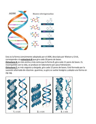 Esta es la forma comúnmente adoptada por el ADN, descripta por Watson y Crick,
corresponde a la estructura B que gira cada 10 pares de bases.
Estructura A: es más ancha y más corta que la forma B, gira cada 11 pares de bases. Es
incompatible con la vida, se produce en laboratorio por poca hidratación.
Estructura Z: es más angosta y alargada, gira cada 12 pares de bases. Está formada por la
sucesión alternada de citocinas˗ guaninas, su giro se vuelve levógiro y adopta una forma en
zig˗zag.
 