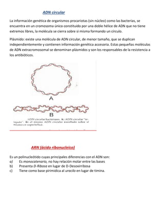 ADN circular
La información genética de organismos procariotas (sin núcleo) como las bacterias, se
encuentra en un cromosoma único constituido por una doble hélice de ADN que no tiene
extremos libres, la molécula se cierra sobre si misma formando un círculo.
Plásmido: existe una molécula de ADN circular, de menor tamaño, que se duplican
independientemente y contienen información genética accesoria. Estas pequeñas moléculas
de ADN extracromosomal se denominan plásmidos y son los responsables de la resistencia a
los antibióticos.
ARN (ácido ribonucleico)
Es un polinucleótido cuyas principales diferencias con el ADN son:
a) Es monocatenario, no hay relación molar entre las bases
b) Presenta D˗Ribosa en lugar de D˗Desoxirribosa
c) Tiene como base pirimidica al uracilo en lugar de timina.
 