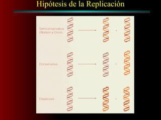 Hipótesis de la Replicación
 