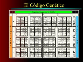 El Código Genético
Segundo Lugar en el Codón
T C A G
T
TTT Phe [F]
TTC Phe [F]
TTA Leu [L]
TTG Leu [L]
TCT Ser [S]
TCC Ser [S]
TCA Ser [S]
TCG Ser [S]
TAT Tyr [Y]
TAC Tyr [Y]
TAA Ter [end]
TAG Ter [end]
TGT Cys [C]
TGC Cys [C]
TGA Ter [end]
TGG Trp [W]
T
C
A
G
C
CTT Leu [L]
CTC Leu [L]
CTA Leu [L]
CTG Leu [L]
CCT Pro [P]
CCC Pro [P]
CCA Pro [P]
CCG Pro [P]
CAT His [H]
CAC His [H]
CAA Gln [Q]
CAG Gln [Q]
CGT Arg [R]
CGC Arg [R]
CGA Arg [R]
CGG Arg [R]
T
C
A
G
A
ATT Ile [I]
ATC Ile [I]
ATA Ile [I]
ATG Met [M]
ACT Thr [T]
ACC Thr [T]
ACA Thr [T]
ACG Thr [T]
AAT Asn [N]
AAC Asn [N]
AAA Lys [K]
AAG Lys [K]
AGT Ser [S]
AGC Ser [S]
AGA Arg [R]
AGG Arg [R]
T
C
A
G
P
r
i
m
e
r
L
u
g
a
r
G
GTT Val [V]
GTC Val [V]
GTA Val [V]
GTG Val [V]
GCT Ala [A]
GCC Ala [A]
GCA Ala [A]
GCG Ala [A]
GAT Asp [D]
GAC Asp [D]
GAA Glu [E]
GAG Glu [E]
GGT Gly [G]
GGC Gly [G]
GGA Gly [G]
GGG Gly [G]
T
C
A
G
T
e
r
c
e
r
L
u
g
a
r
 