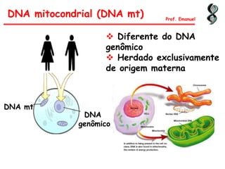 DNA mt
DNA
genômico
DNA mitocondrial (DNA mt) Prof. Emanuel
 Diferente do DNA
genômico
 Herdado exclusivamente
de origem materna
 