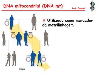 DNA mitocondrial (DNA mt) Prof. Emanuel
 Utilizado como marcador
da matrilinhagem
 