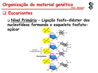  Eucariontes
 Nível Primário – Ligação fosfo-diéster dos
nucleotídeos formando o esqueleto fosfato-
açúcar
Organização do material genético
Prof. Emanuel
 