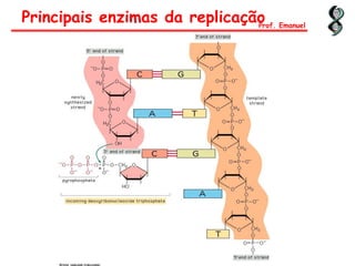 Principais enzimas da replicaçãoProf. Emanuel
 