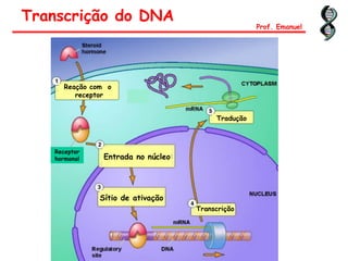Transcrição do DNA
Prof. Emanuel
Reação com o
receptor
Entrada no núcleo
Sítio de ativação
Transcrição
Tradução
Receptor
hormonal
 