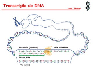 Transcrição do DNA
Prof. Emanuel
Fita molde (promotor)
Fita inativa
Fita de RNA
RNA polimerase
 