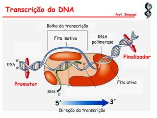 5´ 3´
Transcrição do DNA
Prof. Emanuel
Bolha da transcrição
Fita inativa RNA
polimerase
Fita ativa
Direção da transcrição
Promotor
Finalizador
 