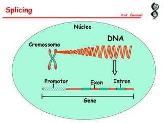 DNA
Cromossomo
Gene
Promotor IntronExon
Núcleo
Splicing
Prof. Emanuel
 