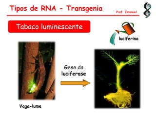 Gene da
luciferase
luciferina
Vaga-lume
Tipos de RNA - Transgenia Prof. Emanuel
Tabaco luminescente
 