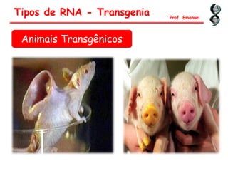 Tipos de RNA - Transgenia Prof. Emanuel
Animais Transgênicos
 
