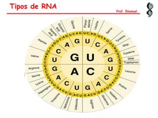 1 códon 1 aminoácido
61 20
UUU
UUC
GGG
GGC
Phe
Gly
Tipos de RNA
Prof. Emanuel
 