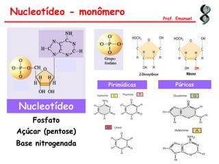 Nucleotídeo - monômero
Nucleotídeo
Fosfato
Açúcar (pentose)
Base nitrogenada
Pirimídicas Púricas
Prof. Emanuel
 