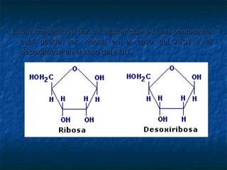 Están constituidos por un azúcar que es   una   pentosa,   la
  cual puede ser: ribosa en el caso       del   ARN y      la
  desoxiribosa en el caso del ADN.
 