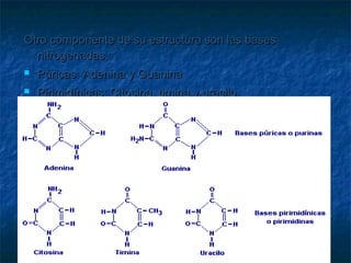 Otro componente de su estructura son las bases
  nitrogenadas,:
   Púricas: Adenina y Guanina
   Pirimidínicas: Citosina, timina y uracilo
 