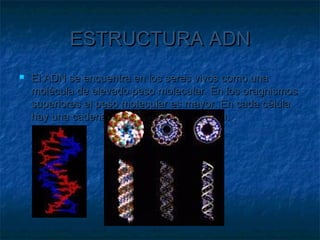 ESTRUCTURA ADN
   El ADN se encuentra en los seres vivos como una
    molécula de elevado peso molecular. En los oragnismos
    superiores el peso molecular es mayor. En cada célula
    hay una cadena de ADN de unos 1,7 mm.
 