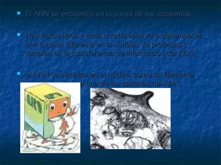    El ARN se encuentra en la pared de los ribosomas.

   Hay varios tipos y cada uno de ellos va a desempeñar
    una función diferente en la síntesis de proteicas y
    también en la transferencia de información del ADN.

   el ARN se sintetiza en el núcleo, como un filamento
    complementario a una de las cadenas del ADN.
 