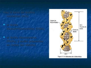 Hay 2 tipos de ácidos
  nucleicos (AN):

   el ácido
    desoxirribonucleico (DNA)

   el ácido ribonucleico
    (RNA), y están presentes
    en todas las células.
 