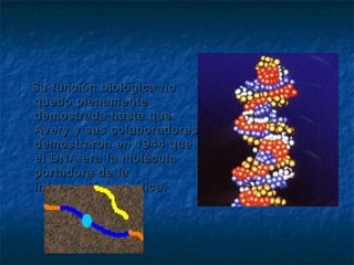 Su función biológica no
quedó plenamente
demostrada hasta que
Avery y sus colaboradores
demostraron en 1944 que
el DNA era la molécula
portadora de la
información genética.
 