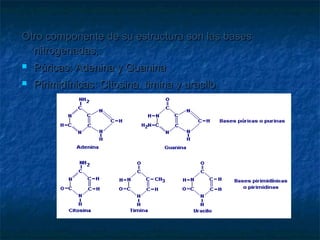 Otro componente de su estructura son las bases
nitrogenadas,:


Púricas: Adenina y Guanina



Pirimidínicas: Citosina, timina y uracilo

 