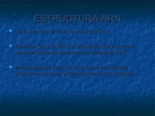 ESTRUCTURA ARN






Lleva una sola cadena de poli nucleótido.
En varios tipos de ARN se encuentra una estructura
secundaria que se parece a una cadena de ADN
la cadena lineal del ARN toma forma de horquilla
uniéndose las bases mediante puentes de hidrógeno.

 