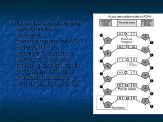 Uno de los componentes
estructurales o
unidades
constituyentes del ADN
o del ARN. Un
nucleótido consta de
una base (adenina,
timina, guanina,uracilo
o citosina), más una
molécula de azúcar y
una de ácido fosfórico.

 