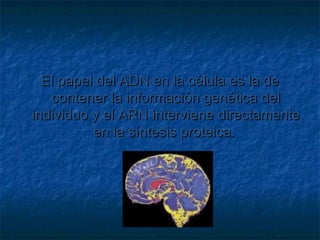 El papel del ADN en la célula es la de
contener la información genética del
individuo y el ARN interviene directamente
en la síntesis proteica.

 